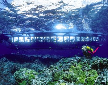 See St. Maarten's underwater marine life